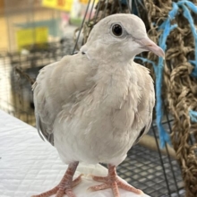 画像更新☆逞しくなったよ！ジュズカケバト〜