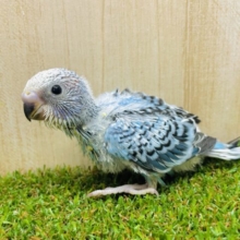 装飾過多くらいがちょうど良くない！？水色セキセイさん！　セキセイインコ　オパーリン