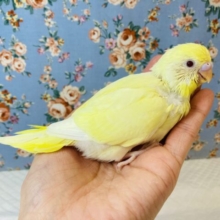 かわいいレモン色のセキセイさんはいかが？🍋手乗りセキセイインコ(ルチノー)🪶✨