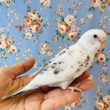 みんな一目惚れ💘手乗りセキセイインコ(ハルクイン)🤍💙