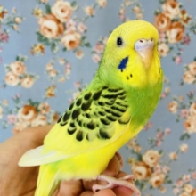 最新画像🌟とっても人懐こいよ♩手乗りセキセイインコさんです❤︎🪶