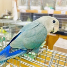 甘えん坊💓最新画像になりますよ‼️手に包まれたいの〜💓　コザクラインコ　ターコイズ