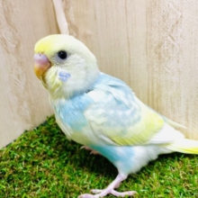 最新画像になりますよ⭐️今日も元気にレッツゴー‼️ セキセイインコ　パステルレインボースパングルパイド
