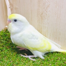 最新画像になりますよ⭐️スタートダッシュは得意だよ！　セキセイインコ　クリーム