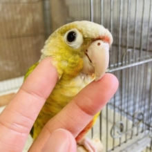 最新画像🌟人が好き🧡楽しいこと大好き🧡手乗りウロコインコ(パイナップル)🍍
