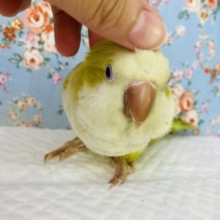 激かわ💚 ⁾⁾とってもキュートなよもぎ色💚手乗りオキナインコ(パリッドグリーン)💚💛