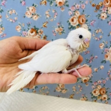 純白🤍美ホワイト🤍手乗りセキセイインコ(ダブルファクター)🤍