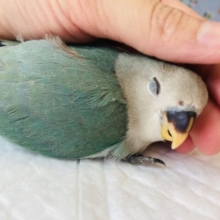 最新画像🌟このかわいさ..イチコロ💘手乗りコザクラインコ(シーグリーン)🪶✨