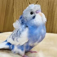 もふっ♡天使がやってきた♡羽衣セキセイインコ(パイド) ヒナ