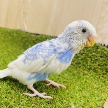 二パーっと満開の笑顔で🌼　セキセイインコ　スパングルパイド