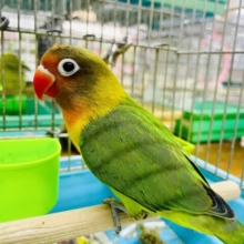 1人餌‼️最新動画・画像になりますよ～！！DAI⭐️好き！キエリボタンだーい！　キエリボタンインコ　