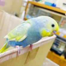 最新画像になりますよ⭐️さあここで！トリッキーなアプローチをしてみるのもいいね！　セキセイインコ　イエローフェイスパステルレインボー