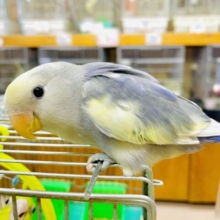 1人餌‼️最新画像になりますよ！呼ばれて飛び出てじゃじゃじゃ〜ん‼️ コザクラインコ　ヴァイオレットパイド