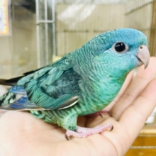 💎宝石みたい💎レアカラー✨ツヤツヤ綺麗なサザナミさん！　サザナミインコ　ターコイズ