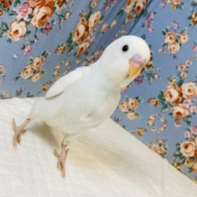 純白美ホワイトにほんのりブルー❤︎手乗りセキセイインコ(ダブルファクター)❤︎