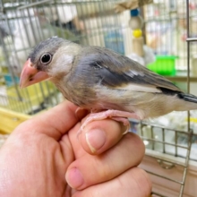 1人餌‼️最新動画になりますよ‼️お口パクパク〜😋たくさん食べるよ！　桜文鳥