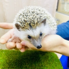 最新画像になりますよ⭐️安心サイズ⭐️ ヨツユビハリネズミ　ノーマル　男の子