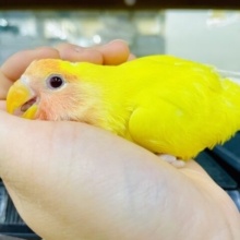 最新画像になりますよ！！あいあむファンキーファンシーコザたん！　コザクラインコ