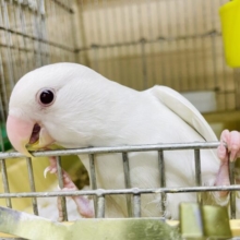 最新画像になりますよ⭐️ピュア天使白コザッち⭐️ コザクラインコ　アルビノ
