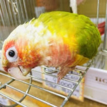 1人餌‼️最新画像になりますよ‼️なでなでされたいの～～！キュートウロコちゃん参上！　ホオミドリウロコインコ　レッドパイナップル　