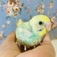 涼しげキュートな色合い💙手乗りセキセイインコ(コバルト)🕊✨