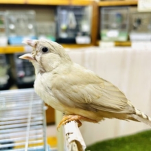 最新画像になりますよ‼️おちび！シナモンちゃんです！　キンカ鳥　シナモン