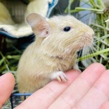 最新画像になりますよ～♪ハンモックで一緒にぬくぬくする、？💓　デグー　サンド　男の子