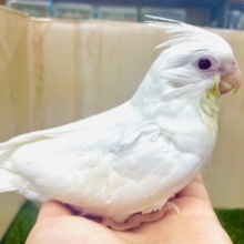 最新画像になりますよ！！白オカメさん🤍甘えたんになりたい💓🫶　オカメインコ　ピュアホワイト