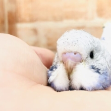 綺麗なスパングル模様　　セキセイインコ　Ｒ５　５／８撮影