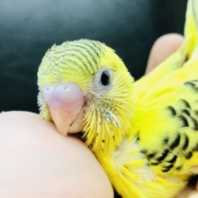 ウブウブマダラ柄のセキセイちゃん　セキセイインコ　R５　５／２４撮影