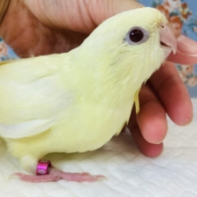 ぴーぽぽアピールするよ❤︎✨人懐こい❤︎🦜手乗りサザナミインコ(クリーム)🪶✨