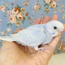 最高の美カラーです🪶✨手乗りセキセイインコ(バイオレットモーブ)✨🕊