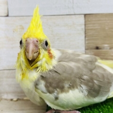 素敵な色合い♡シナモンパイドのオカメインコ雛入舎です！