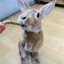 ハイテンションガール⁉︎ミニレッキス☆