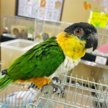うるうるズグロちゃん💓　ズグロシロハラインコ