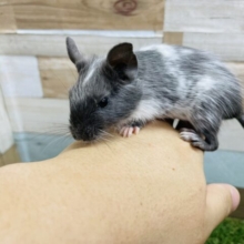 最新画像あります☆珍しいカラーの癒し系おチビちゃん！デグーのディープブルーパイド！