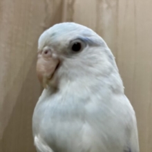 素晴らしきマメルリハ アメリカンホワイトファロー