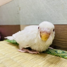美しい！！上品な雰囲気のセキセイインコアルビノ♪