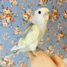 最新画像🌟最高パイド❤︎手乗りコザクラインコ(モーブパイド)🪶✨