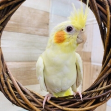 最新画像有り☆立派な王冠の持ち主！！オカメインコルチノー