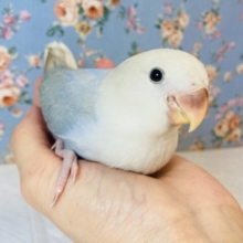 最新画像🌟最高の羽色🪶✨満点の性格❤︎手乗りコザクラインコの雛ちゃんです❤︎