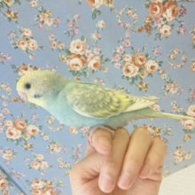 最新画像🌟明るいエメラルドグリーンが最高です💙 手乗りセキセイインコ(レインボースパングル)🪶✨