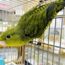 1人餌！最新画像になりますよ⭐️羽ばたけっ！元気っこサザナミさん🫒　サザナミインコ　オリーブ　②