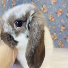 かわいいチョコレート色の最高の色合い🍫✨ロップイヤーラビット(ブロークン)🐇✨