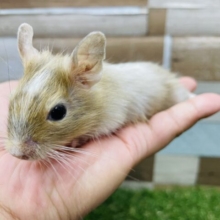 GW限定☆人気の高い優しいカラー！デグーのサンドパイド！
