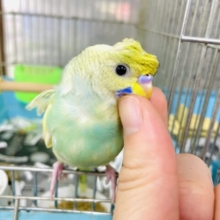 1人餌‼️最新画像になりますよ！トレンドヘアスタイル？✨　羽衣セキセイインコ　パステルレインボーパイド