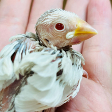 無表情の魅力。。それが文鳥です。。シルバーイノ文鳥 ヒナ