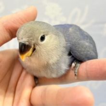 かっこいい⭐️コザクラインコ(バイオレット) 2023年4月生まれ
