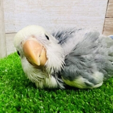 自分が可愛い自覚あり‼︎ブルーチェリーパイドの小桜インコ♡