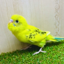 最新画像になりますよ⭐️いつだってまっすぐに笑っていよう♪ セキセイインコ　ハルクイン　ブログ②